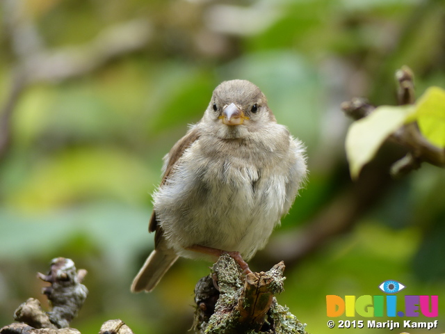 FZ020176 House sparrow (Passer domesticus)